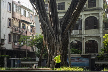 A man stretches out while standing in from of a large tree in the Shamian area, once a concession zone during China's colonial past.