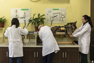 A dog receives electroacupuncture treatment at the GuoGuo TCM (Traditional Chinese Medicine) Neurology and Acupuncture Animal Health Center.