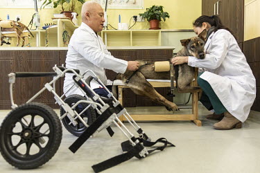 A dog is helped onto a stand before he receives electroacupuncture treatment at the GuoGuo TCM (Traditional Chinese Medicine) Neurology and Acupuncture Animal Health Center.