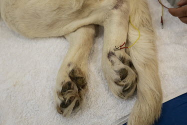 A dog receives electroacupuncture treatment at the GuoGuo TCM (Traditional Chinese Medicine) Neurology and Acupuncture Animal Health Center.