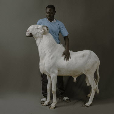 NDakarou, a three year old Ladoum ram from the Haram Sagna flock that was breed by Pape Diop. He is the son of Minke, who at 120 cm was the tallest Ladoum in Senegal.  Ladoum sheep are a cross between...