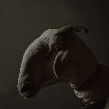 White Gold, a three year old Ladoum sheep from the Keur Mame Seydi flock which is 106cm at the withers and 150cm in length.Ladoum sheep are a cross between Mauritanian touabir and Malian bali-bali. Th...