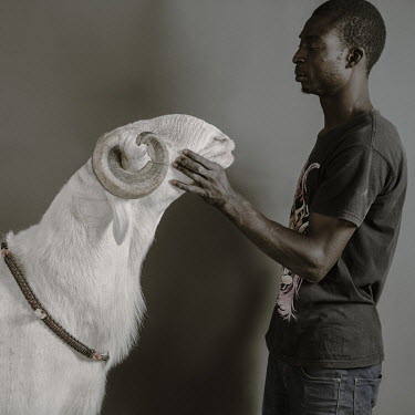 Diallo the Younger, a 23 months old Ladoum ram, measuring 112 cm at the withers. It belongs to Ousseynou Thiaroye Fall (29) who runs the Hann Thiaroye flock.Ladoum sheep are a cross between Mauritania...