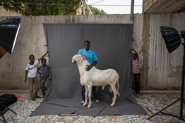 NDakarou, a three year old Ladoum ram from the Haram Sagna flock that was breed by Pape Diop. He is the son of Minke, who at 120 cm was the tallest Ladoum in Senegal.Ladoum sheep are a cross between M...