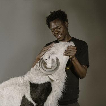 Habibou Diop shows Bideo Bou Bess, a 19 month old Ladoum ram from the Malle flock which is 112cm in height and 172cm in length.Ladoum sheep are a cross between Mauritanian touabir and Malian bali-bali...