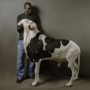 Souleymane Savane shows Aristote Junior, a 42 month old Ladoum ram from the Mame Paya Ndiaye flock that is 114cm at the withers.  Ladoum sheep are a cross between Mauritanian touabir and Malian bali-b...