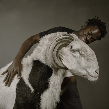 Habibou Diop shows Bideo Bou Bess, a 19 month old Ladoum ram from the Malle flock which is 112cm in height and 172cm in length.  Ladoum sheep are a cross between Mauritanian touabir and Malian bali-ba...