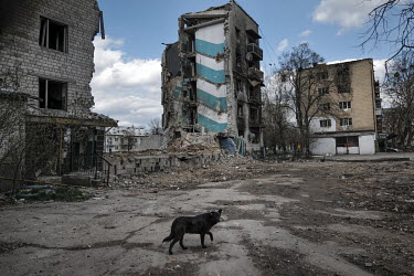 A dog walks past a destroyed apartment block. Large areas of Bodoryanka were destroyed during intense and sustained bombardments.