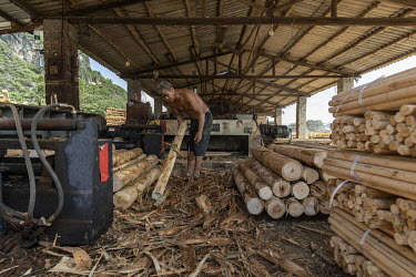 Workers at a wood processing facility where eucalyptus is cut into sheets before the wood is dried and pressed into boards.
