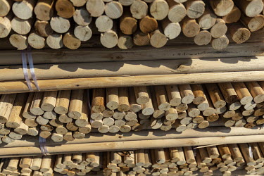 A wood processing facility where eucalyptus is cut into sheets before the wood is dried and pressed into boards.