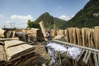 Workers at a wood processing facility where sheets of eucalyptus wood are dried before being pressed into boards.