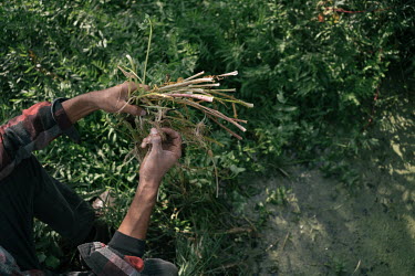 Carlos Samano, a field worker of UNAM's Ecological Restoration Laboratory, checks the roots of plants growing in a refuge on a 'chinampa' in the San Gregorio neighbourhood. The university's restoratio...
