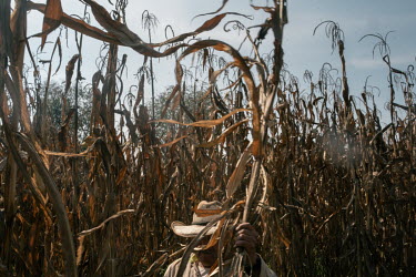 A farmer holds a dry corn plant to used as food for animals and compost in his chinampa in Xochimilco. The 'chinampa' are artificial islands of fertile land used to grow crops on water bodies in theÂ...