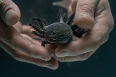 Horacio Mena holds an Axolotl inside a fish tank at the UNAM's Ecological Restoration Laboratory. The university's restoration process relies upon the establishment of axolotl refuges to increase wate...