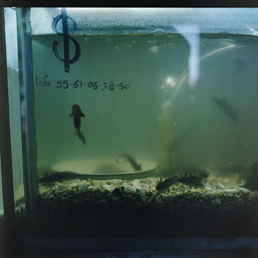 Juvenile axolotls (Ambystoma mexicanum), a salamander, swimming in a fish tank at an axolotarium, a place to grow specimens and receive tourists, in Xochimilco. Although the axolotl seems to be thrivi...