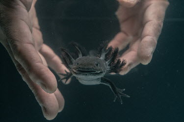 Horacio Mena holds an Axolotl inside a fish tank at the UNAM's Ecological Restoration Laboratory. The university's restoration process relies upon the establishment of axolotl refuges to increase wate...
