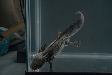 An Axolotl inside a fish tank at the UNAM's Ecological Restoration Laboratory. The university's restoration process relies upon the establishment of axolotl refuges to increase water quality, a change...