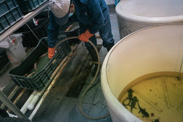 A worker changes the water of an axolotl container at CIBAC's laboratory. Although the axolotl seems to be thriving across fishtanks in the world, it is nearly extinct in the wild due to increases in...