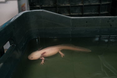 Albino axolotls rest inside a container at CIBAC's laboratory. Although the axolotl seems to be thriving across fishtanks in the world, it is nearly extinct in the wild due to increases in invasive fi...