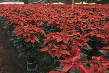 Poinsettia plants, a native plant from Mexico used to decorate during Christmas, in a greenhouse.