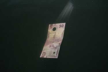 A new 50 Mexican Pesos bill, depicting an axolotl, floats for a photograph in a canal in Xochimilco. The axolotl was chosen because of its connection to the natural heritage and the foundation of Mexi...