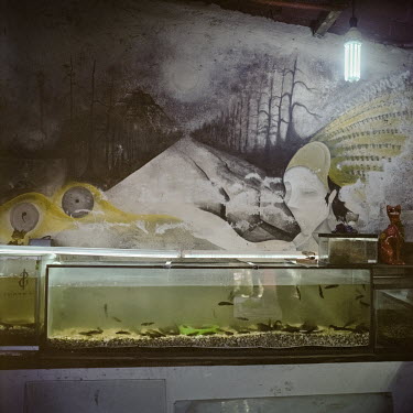 Juvenile axolotls (Ambystoma mexicanum), a salamander, swimming in a fish tank at an axolotarium, a place to grow specimens and receive tourists, in Xochimilco. Although the axolotl seems to be thrivi...