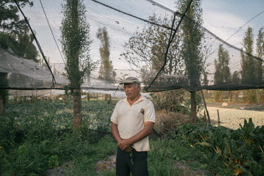 A farmer who uses agrochemicals, stands in his 'chinampa' (artificial islands) in San Gregorio. Pesticides are widely used in 'chinampas' to increase production.