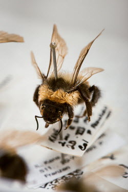Rusty Patch Bumble Bee (Bombus affinis), FMNH INS-3036426. Conservation status: critically endangered.  Field Museum of Natural History, Chicago.
