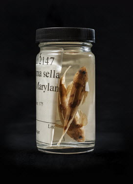 Maryland Darter (Ethiostoma sellare), USNM no. 212147 (specimen from the Smithsonian Museum collection, on loan to the FMNH). Field Museum of Natural History, Chicago. Conservation status: extinct.