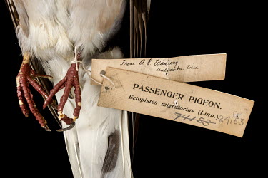 A Passenger Pigeon (Ectopistes migratorius) egg at the Field Museum of Natural History, Chicago. Conservation status: extinct. On 14 September 1914, the last Passenger Pigeon died in a cage in Cincinn...