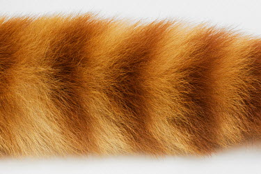 Red Panda (Ailurus fulgens fulgens), FMNH 36749. Conservation status: vulnerable.  Field Museum of Natural History, Chicago.