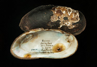 Freshwater Pearl Mussel (Margaritifera margaritifera), FMNH 33621. Conservation status: endangered.  Field Museum of Natural History, Chicago.