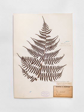 Dryopteris acutidens, fern, FMNH 597373.  Field Museum of Natural History, Chicago.
