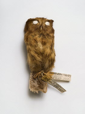 Cinnamon Screech-Owl (Megascops petersoni). Field Museum of Natural History, Chicago. FMNH catalogue no. 317314. Lack of knowledge of this species has lead to a risk classification nohigher than 'leas...