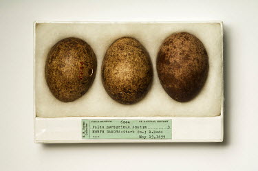 Peregrine falcon eggs from 1899 (Falco peregrinus anatum). Field Museum of Natural History, Chicago. FMNH catalogue no.6844. The Peregrine falcon was brought nearly to extinction in the mid 1960s, pri...