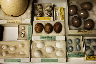 Eggshells in the Birds Division of the Field Museum of Natural History, Chicago.<br><br>   As biologists describe new species and add to our understanding of the interrelated nature of life on Earth...