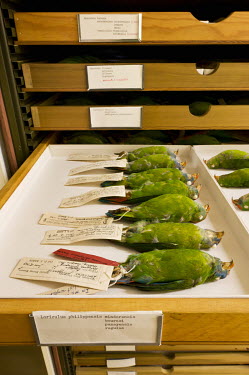Camiguin Hanging-Parrot (Loriculus camiguinensis). Field Museum of Natural History, Chicago. The specimens in this drawer, collected in the 1960s, are labelled Loriculus philippensis. However, field r...