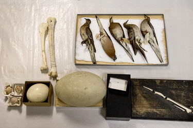 A tray of Passenger Pigeon skins, with other specimens (Ectopistes migratorius), at the Field Museum of Natural History, Chicago. Conservation status: extinct. On 14 September 1914, the last Passenger...