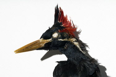 Cuban Ivory-Billed Woodpecker (Campephilus principalis bairdii), Field Museum of Natural History, Chicago. No. 41820. Conservation status: extinct. <br><br>  Originally described as a subspecies of th...