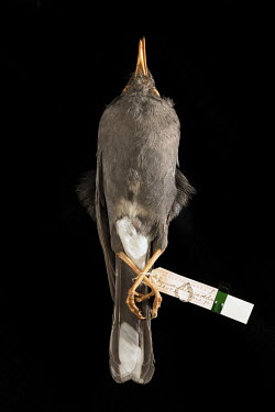 Grand Cayman Thrush (Turdus ravidus), Field Museum of Natural History, Chicago. No. 20402. Conservation status: extinct. <br><br>  The Grand Cayman thrush was once endemic to the island of Grand Cayma...