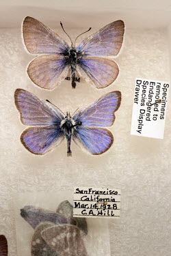 Xerces Blue (Glaucopsyche xerces), Field Museum of Natural History, Chicago. No. 474. Conservation status: extinct. <br><br>  Writing in 1998 about the sorrow associated with extinction, veterinaria...