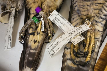 Peregrine Falcons (Falco peregrinus), FMNH 430570 and 390946; Eastern Screech-Owl (Otus asio), FMNH 379837. Peregrine conservation status: least concern.  Field Museum of Natural History, Chicago.
