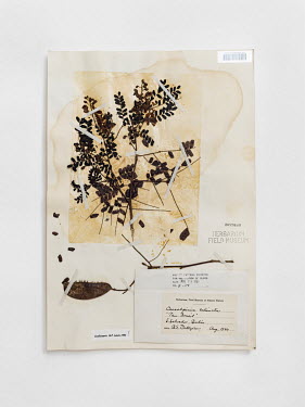 Pau Brasil (Caesalpinia echinata), FMNH 1073460. Conservation status: endangered.  Field Museum of Natural History, Chicago.