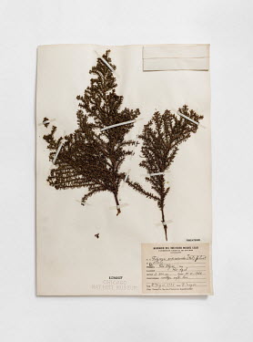 Patagonian Cypress (Fitzroya cupressoides), FMNH 1294957. Conservation status: endangered.  Field Museum of Natural History, Chicago.