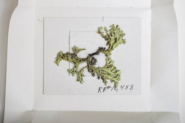 Florida perforate reindeer lichen (Cladonia perforata), FMNH. Conservation status: endangered.  Field Museum of Natural History, Chicago.