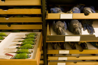 Left to right: Camiguin Hanging-Parrot (Loriculus camiguinensis) and Hyacinth Macaw (Anodorhyncus hyacinthinus). Field Museum of Natural History, Chicago. Conservation status of macaw: endangered. Cam...