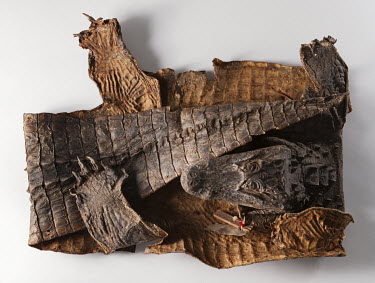 Alligator sinensis, Chinese Alligator, FMNH no. 38234. Conservation status: critically endangered. Field Museum of Natural History, Chicago.