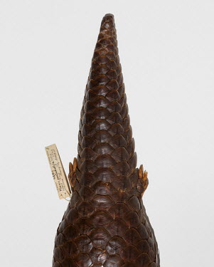 Chinese Pangolin (Manis pentadactyla), FMNH 32511. Conservation status: critically endangered.  Field Museum of Natural History, Chicago.
