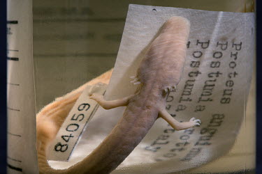 Olm or Proteus (Proteus anguinus), FMNH 15928-9. Conservation status: vulnerable.  Field Museum of Natural History, Chicago.