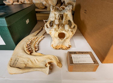 Okapi (Okapia johnstoni), FMNH 104084. Conservation status: endangered.  Field Museum of Natural History, Chicago.
